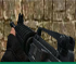 Jocuri: Flash Strike