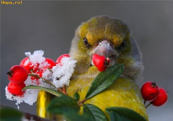 Animale - Sweet