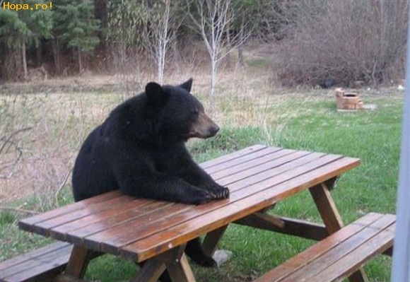 Animale - Un Ursus va rog...