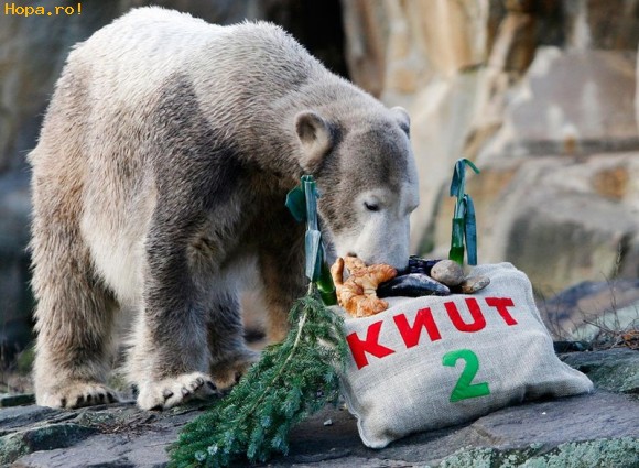 Animale - Knut