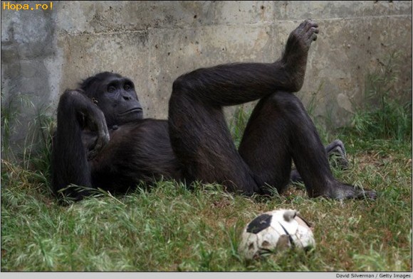 Animale - S-a terminat Euro 2008