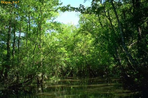 Peisaje - Mlastina in mijlocul junglei