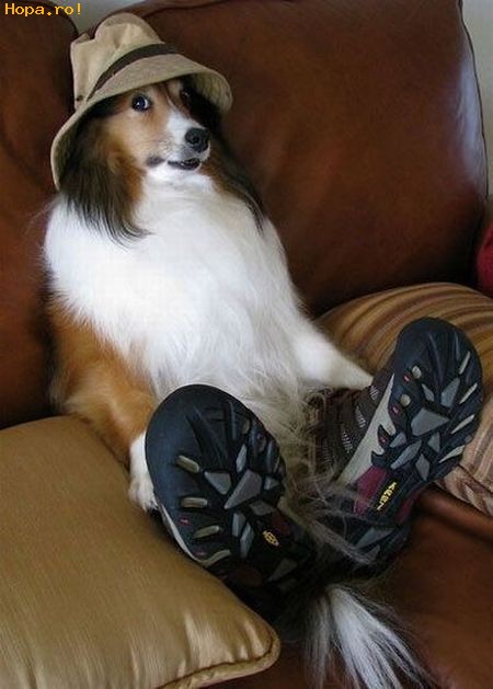 Animale - Cute