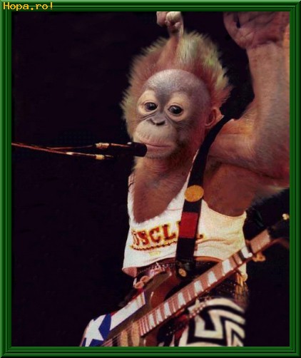 Animale - Rock star