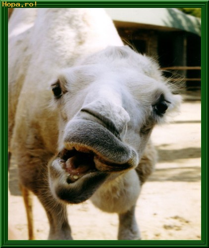 Animale - Un pupic mic