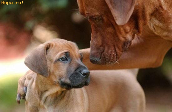 Animale - Ce faci prietene? Hai la o bere