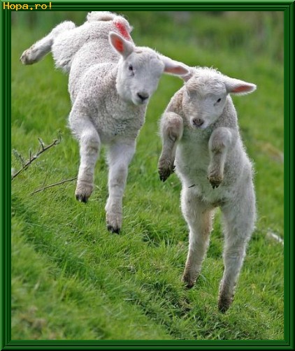 Animale - Ne jucam