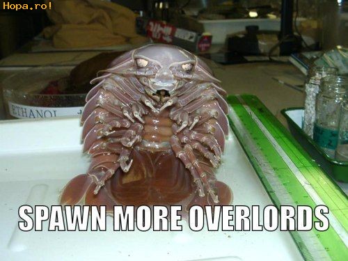 Animale - Spawn more overlords