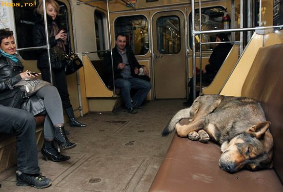 Animale - Tare obosit