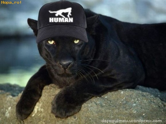 Animale - Human