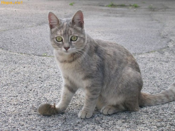 Animale - Soarecele si pisica sunt prieteni