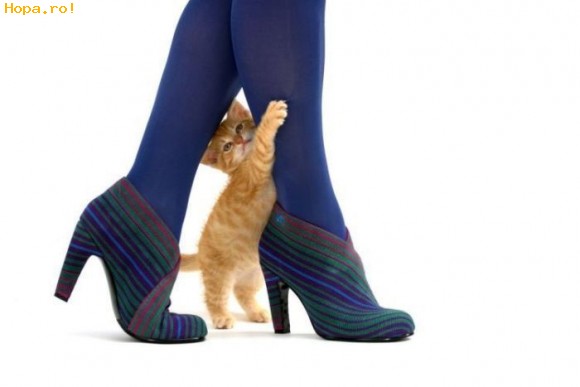 Animale - Miau