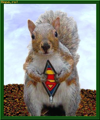 Animale - Super-veverita