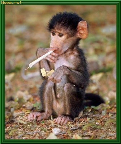 Animale - Asa de mic si fumeaza