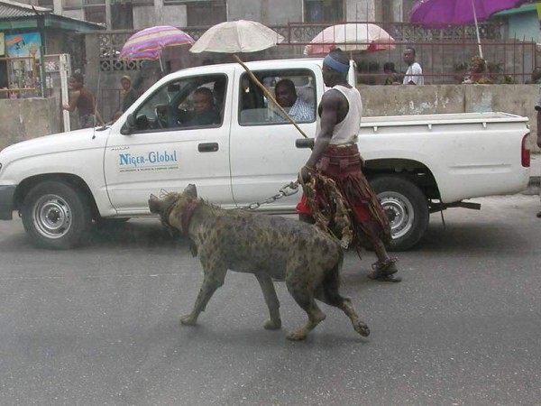 Animale - Cu cainele la plimbare