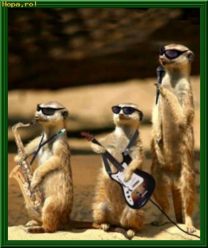 Animale - Rockstars