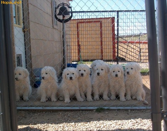 Animale - Asteapta sa fie adoptati !