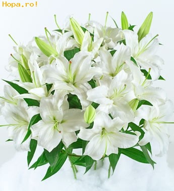 Flori - 13 crini albi