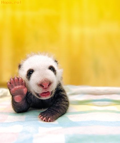 Animale - Salut ! Eu sunt Pandalici.