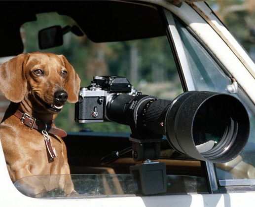Animale - Cainele fotograf