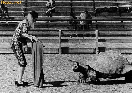 Animale - O altfel de corida
