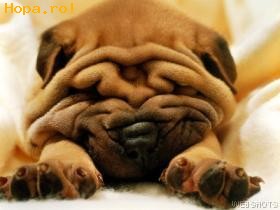 Avatare - Catelus Shar Pei