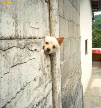 Animale - saracul s-=a sacrificat