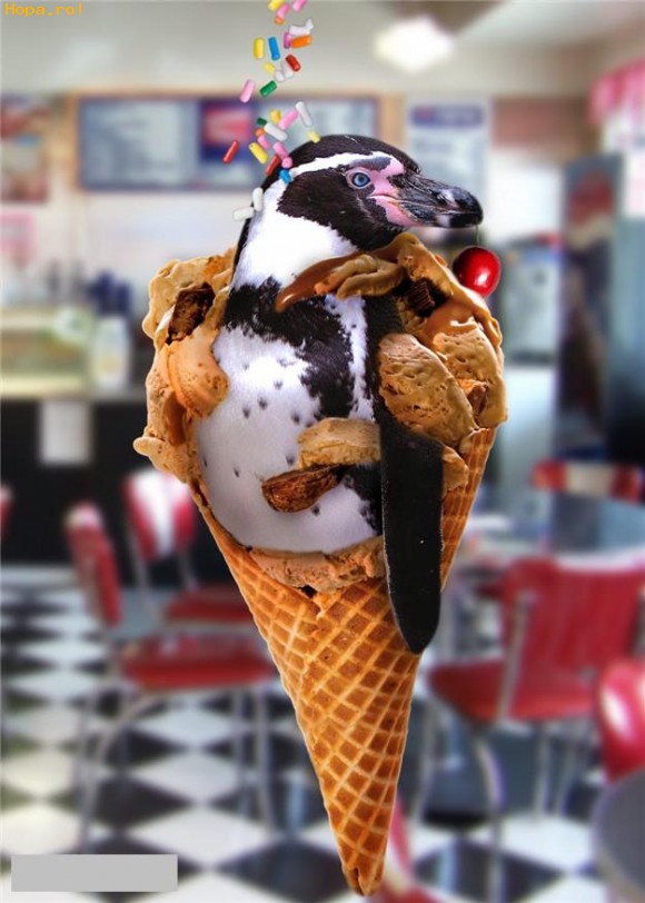 Ciudate - Inghetata pinguin
