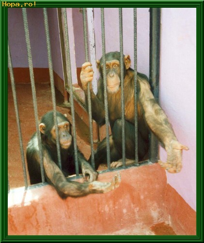 Animale - Puscariasii