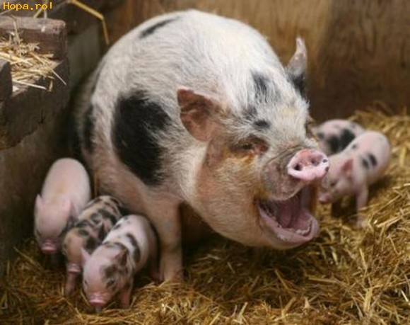Animale - Heeei ...toata lumea la masa!!!
