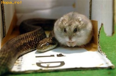 Animale - Prietenie scurta