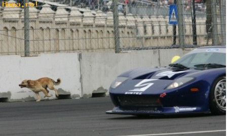Animale - Liniuta intre un caine si un bolid GT