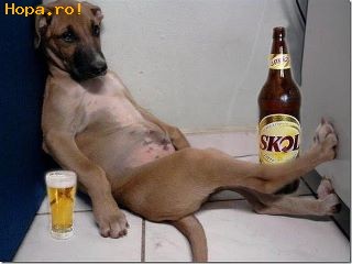 Animale - Ce bine este in weekend