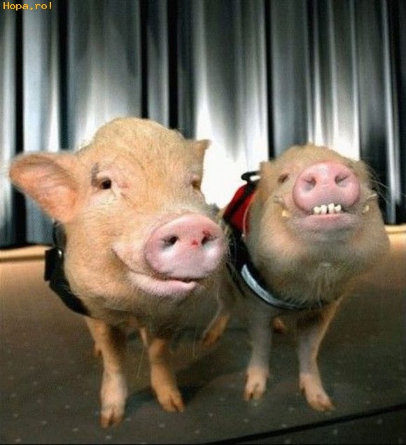 Animale - Guit Guit