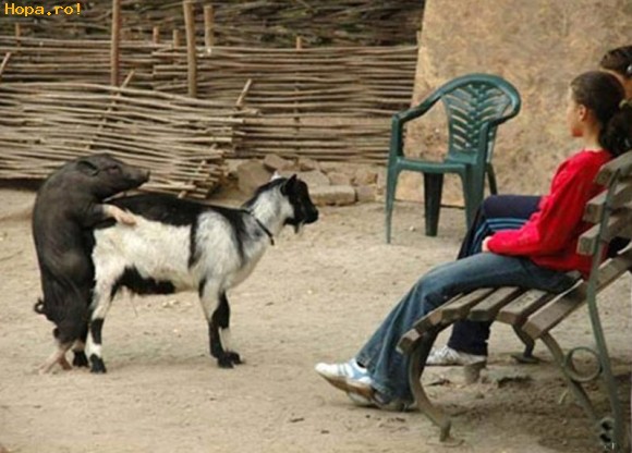 Animale - Amor fara prejudecati!  