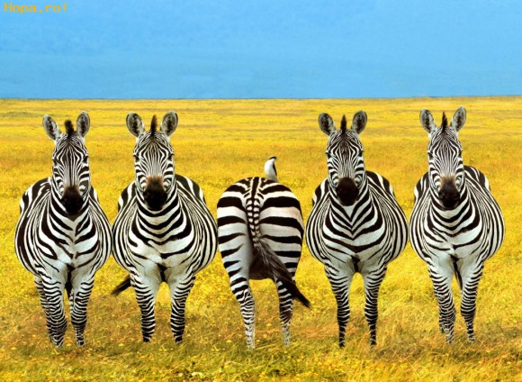 Animale - Indrazneste sa fii diferit!