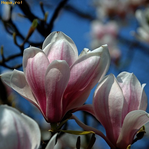 Flori - Magnolie