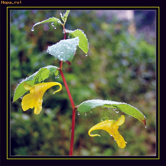 Flori - Floare