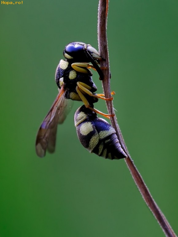 Artistice - Macrofotografie