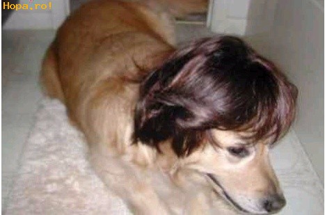 Animale - Noul meu look..