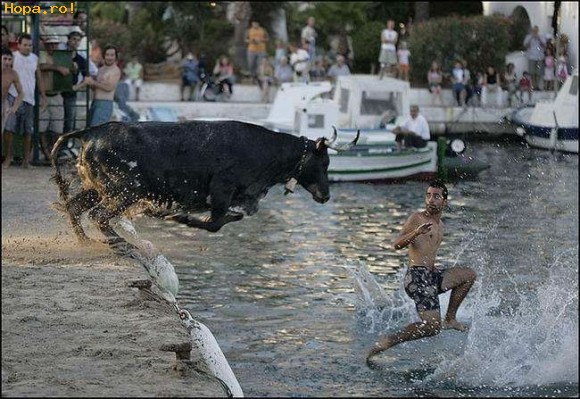 Animale - Atentie vine taurul !