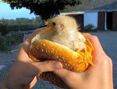 Animale - McPuisor