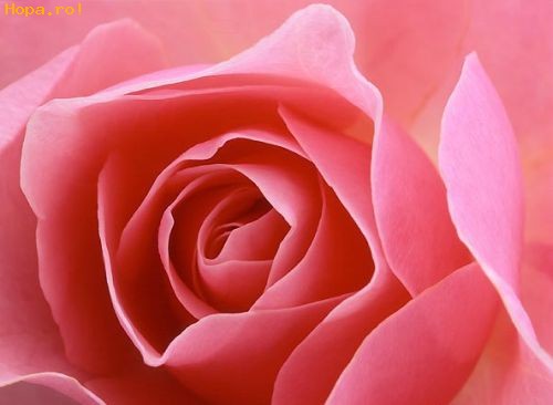 Flori - Trandafir roz