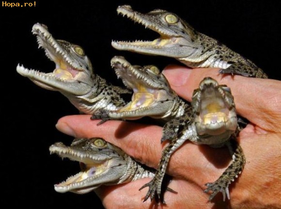 Animale - Puiuti de crocodil