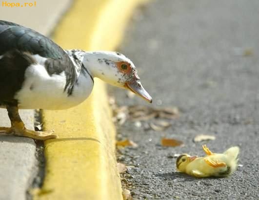 Animale - Ups, am cazut!