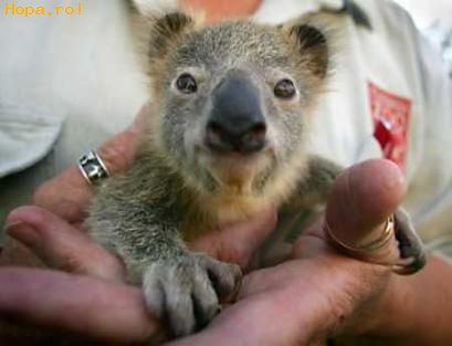 Animale - Micul Koala