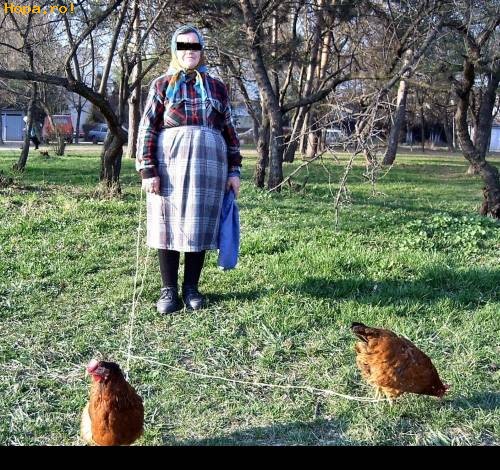 Animale - Cu gaina la pascut....