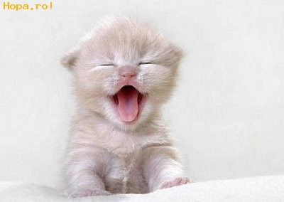 Animale - Miaou