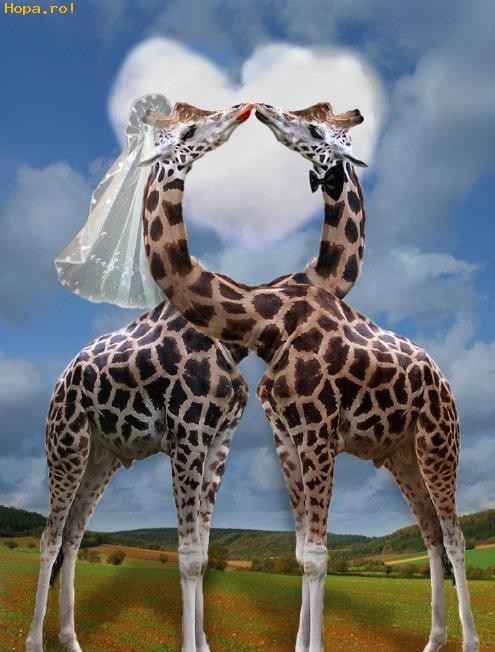 Animale - Da 
