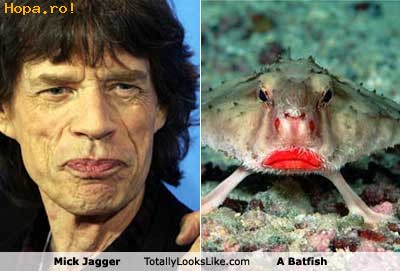 Celebritati - Asemanare: Mick Jagger si Pestele Liliac